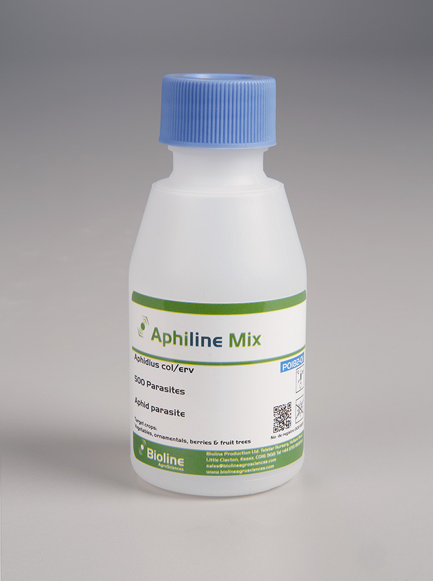 Aphiline CE Mix - 500 units per 125ml bottle - Biological Control